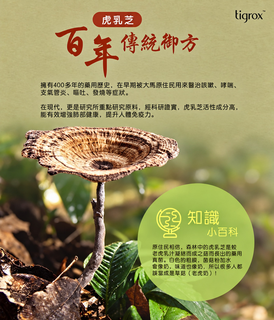 虎乳芝百年傳統御方完整介紹圖
