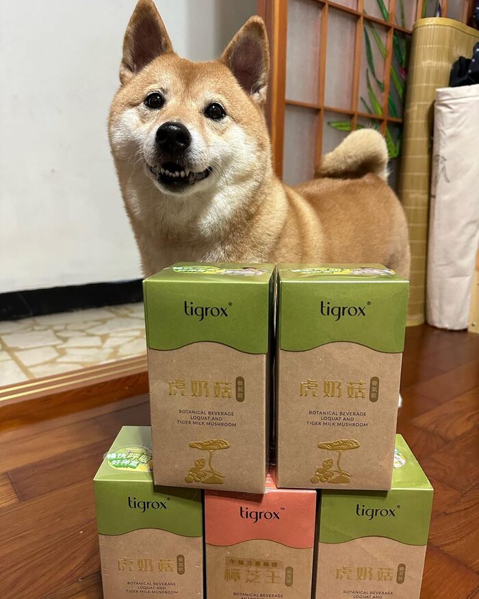 柴犬與虎奶菇外盒合照